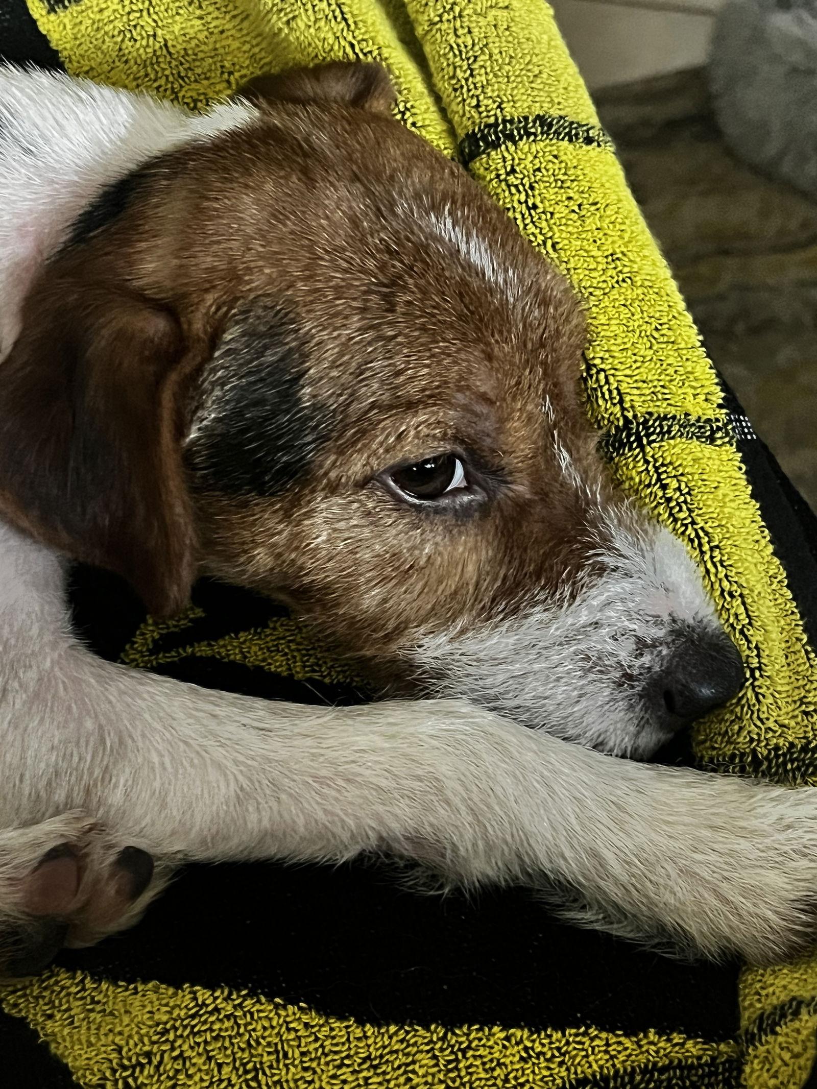 Roscoe, Adopted, Adult Male Jack Russell Terrier & Parson Russell Terrier.