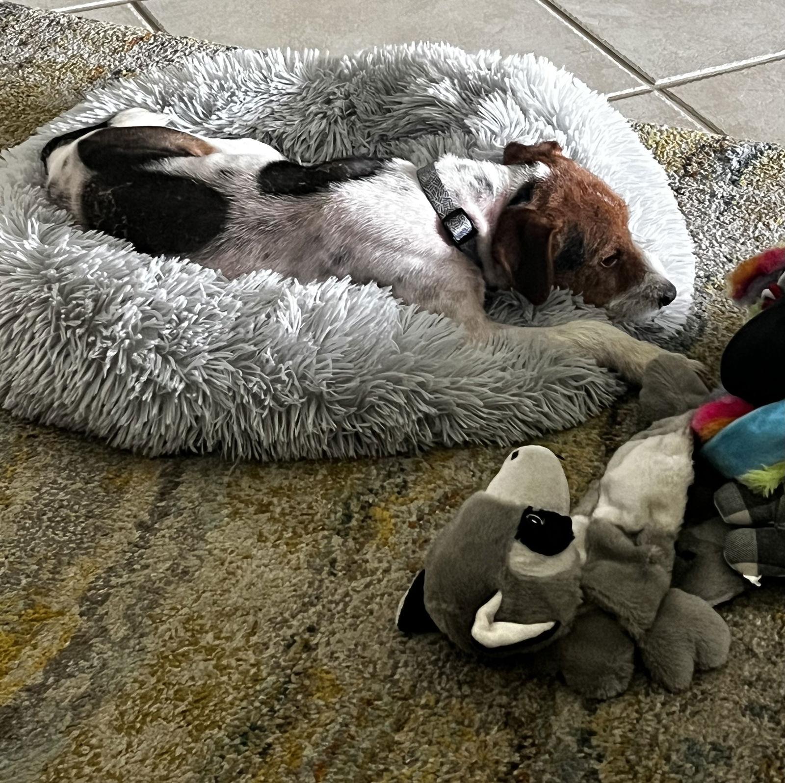 Roscoe, a Adopted mixed breed in Sanford, FL image 2/3