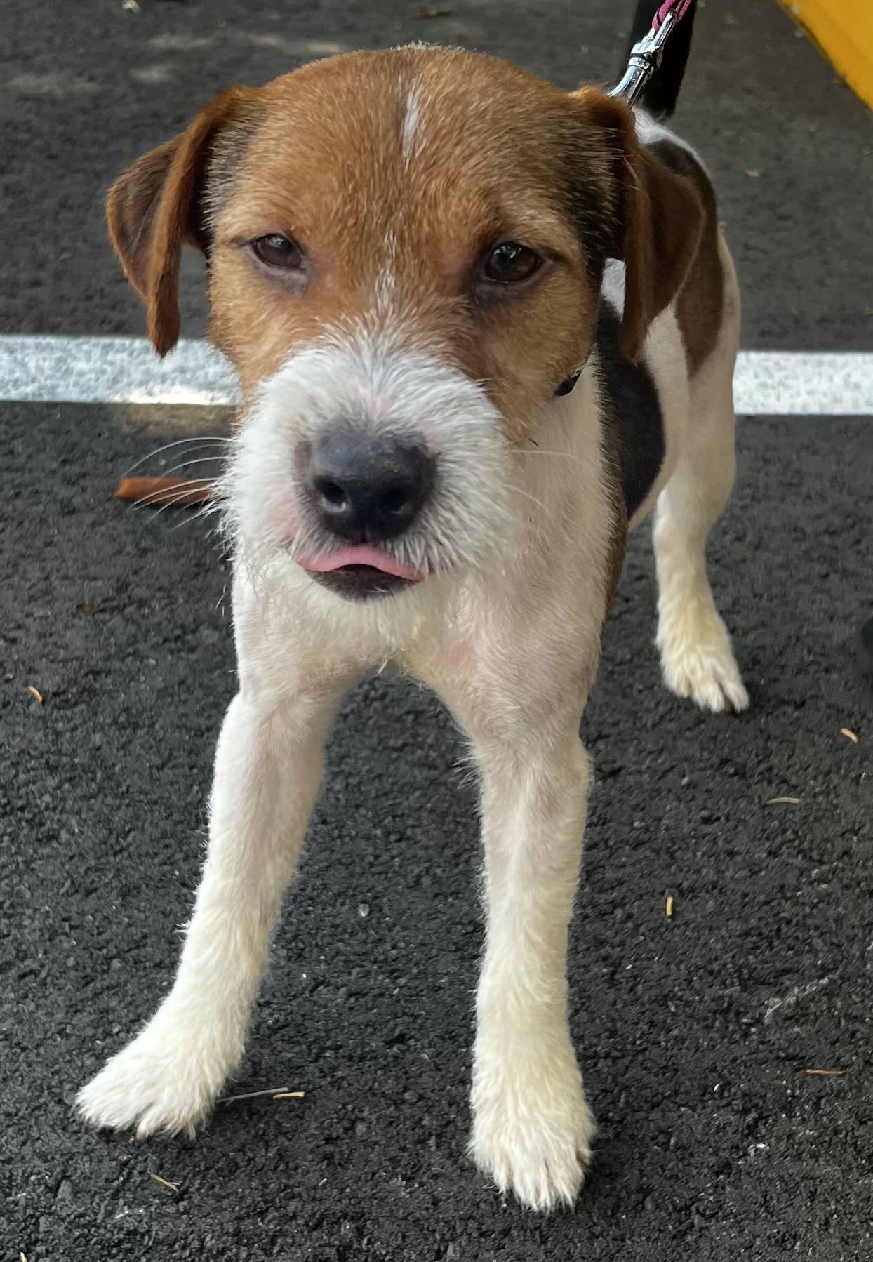 Roscoe, a Adopted mixed breed in Sanford, FL image 3/3