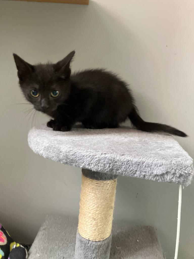 Estelle, Adoptable, Young Female Domestic Short Hair.