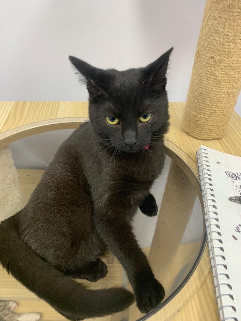 Enlarge Estelle, a Adoptable mixed breed in Angola, IN image 2/2