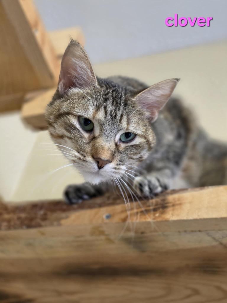 Clover, Adoptable, Young Female Domestic Short Hair.