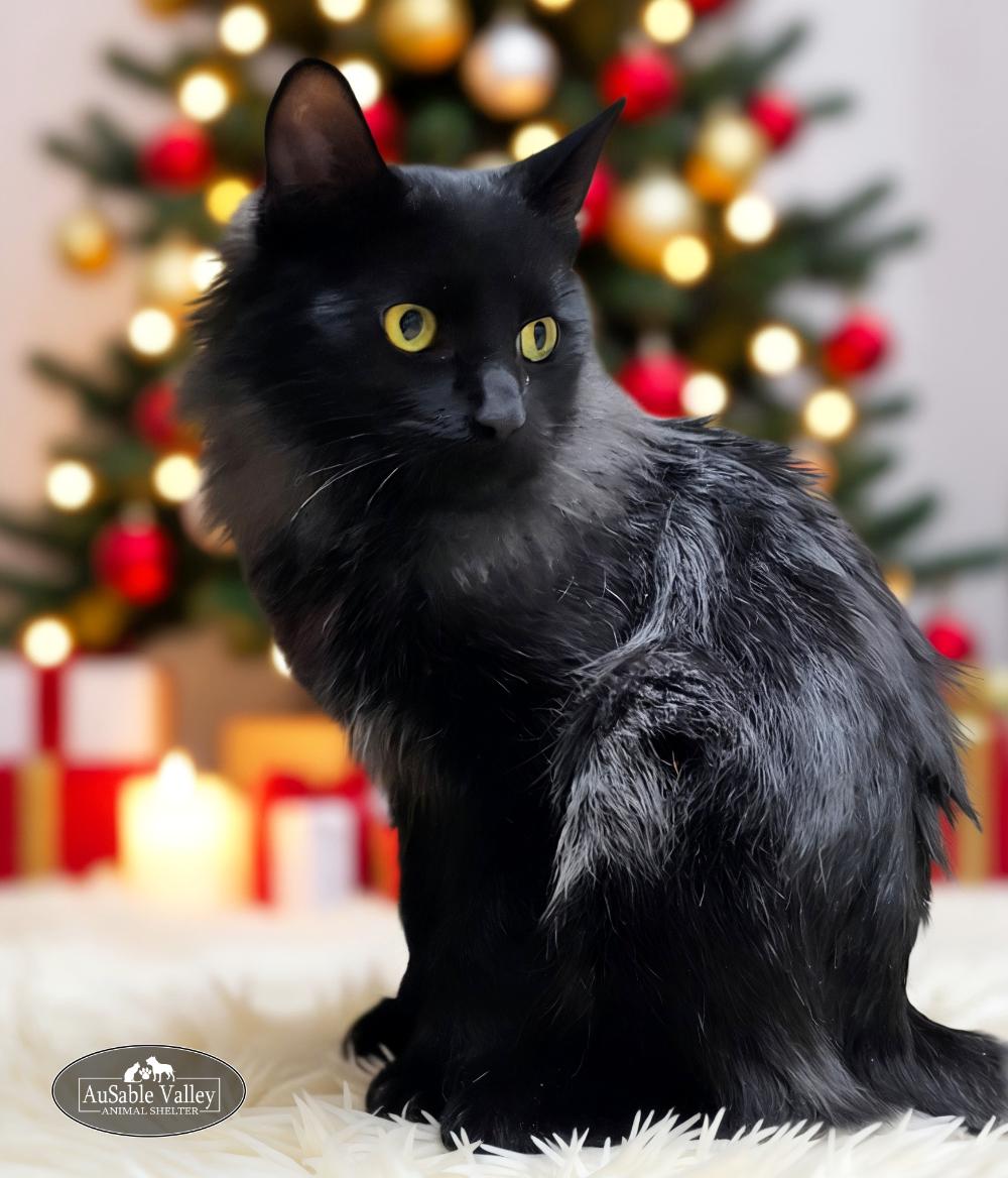 Diablo, ADOPTABLE, Young Male Domestic Long Hair.