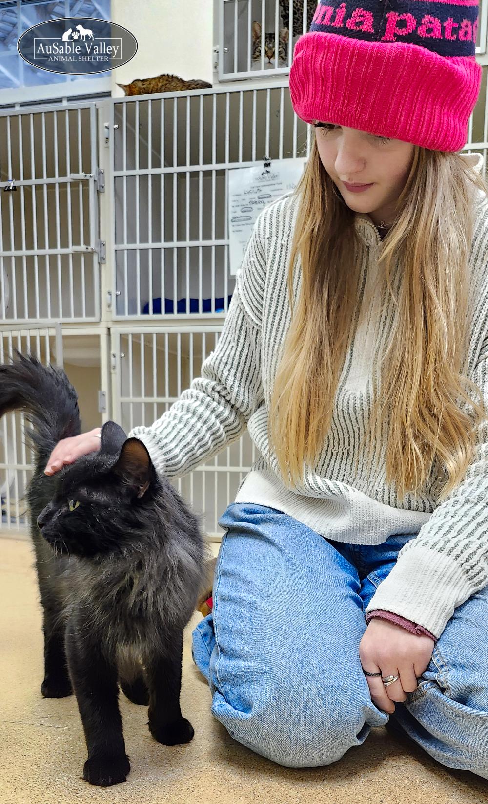 Diablo, a ADOPTABLE Domestic Long Hair in Grayling, MI image 2/5