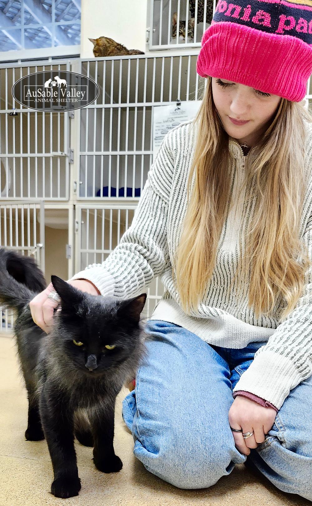 Diablo, a ADOPTABLE Domestic Long Hair in Grayling, MI image 3/5