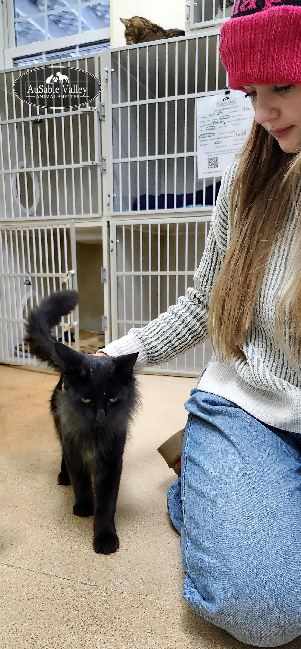 Diablo, a ADOPTABLE Domestic Long Hair in Grayling, MI image 4/5