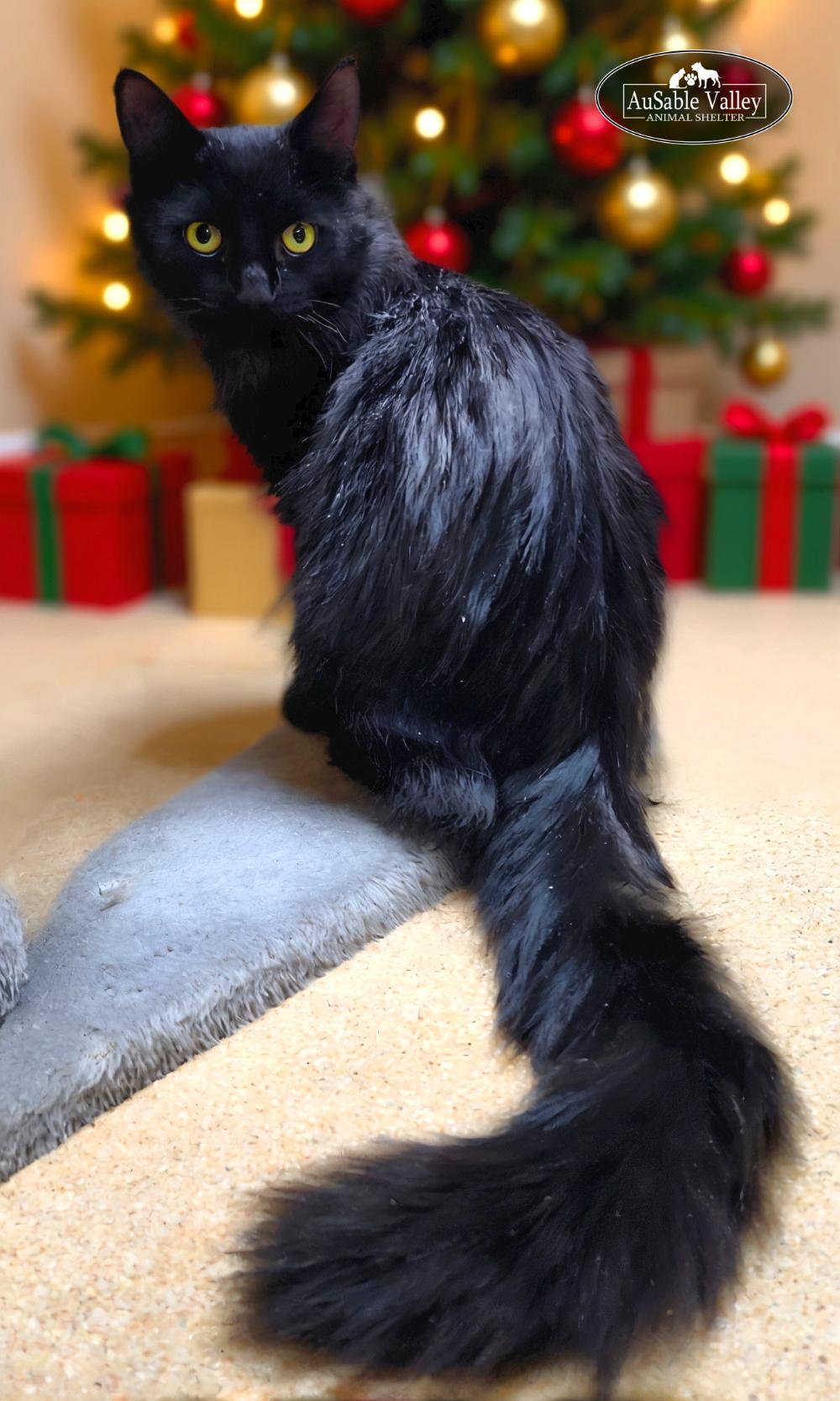 Diablo, a ADOPTABLE Domestic Long Hair in Grayling, MI image 5/5