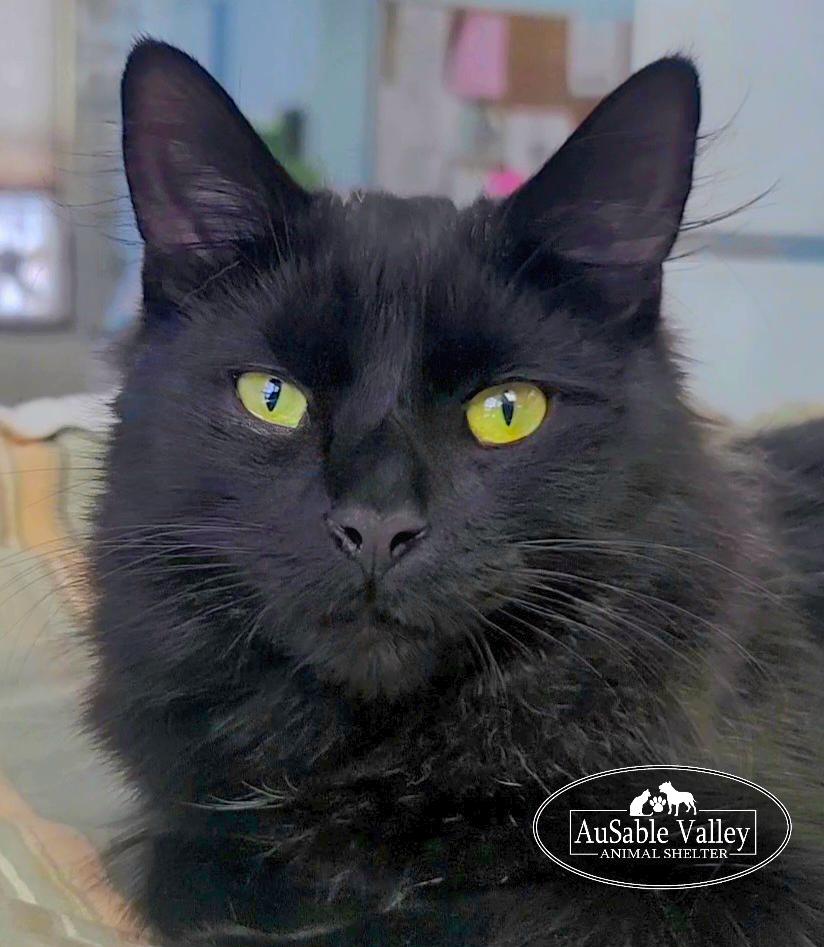 Diablo, ADOPTABLE, Young Male Domestic Long Hair.