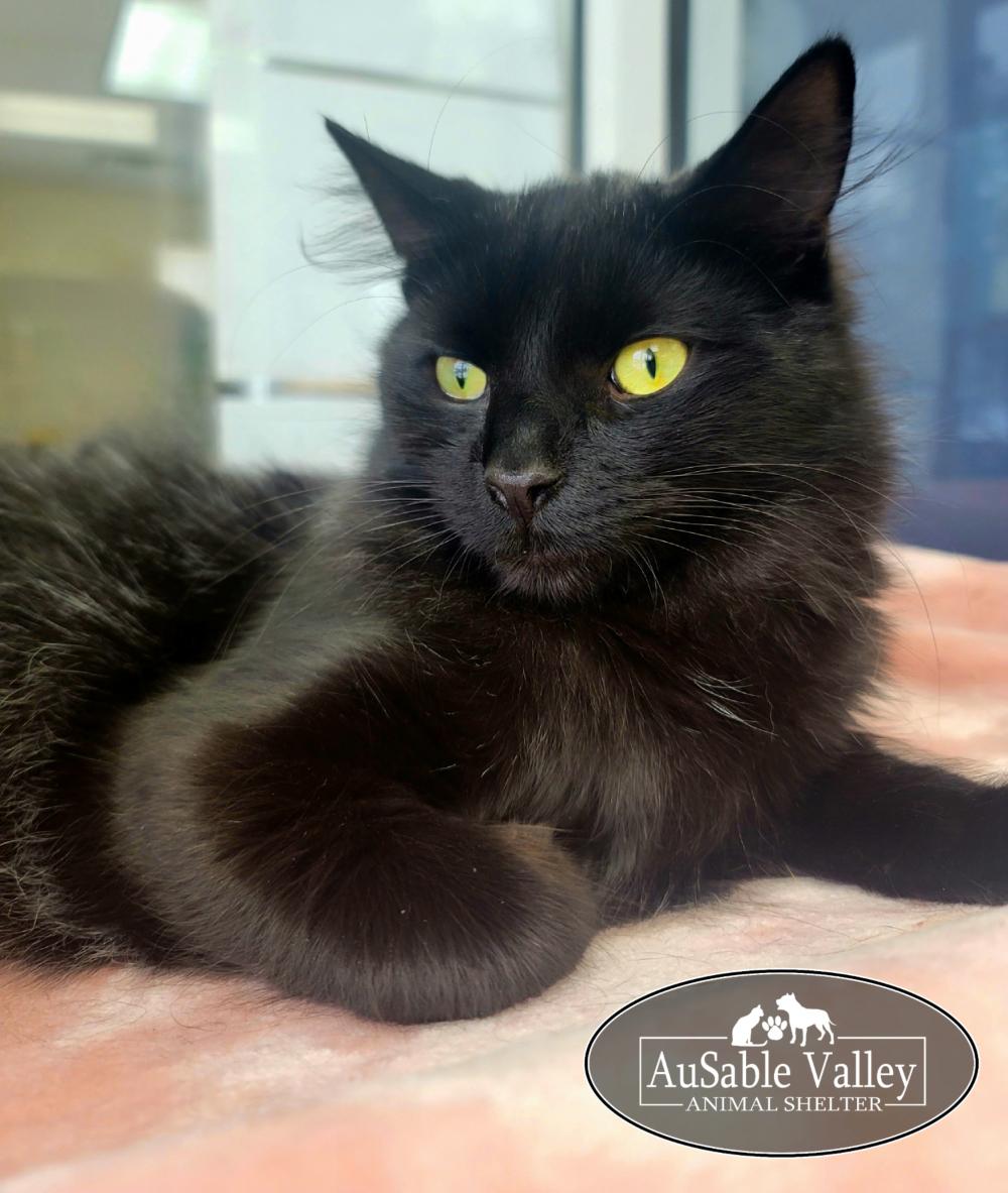 Diablo, a ADOPTABLE Domestic Long Hair in Grayling, MI image 6/6