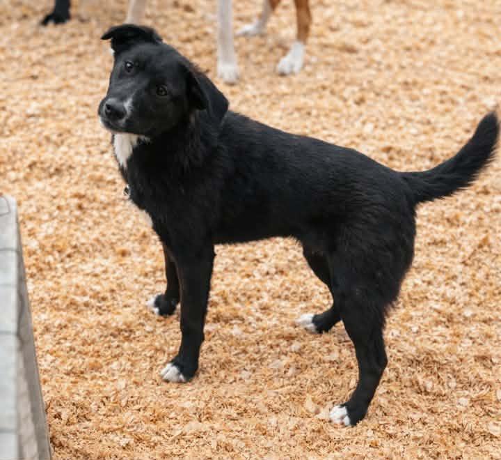 Ashlyn Rae, Adoptable, Young Female Border Collie & Feist.