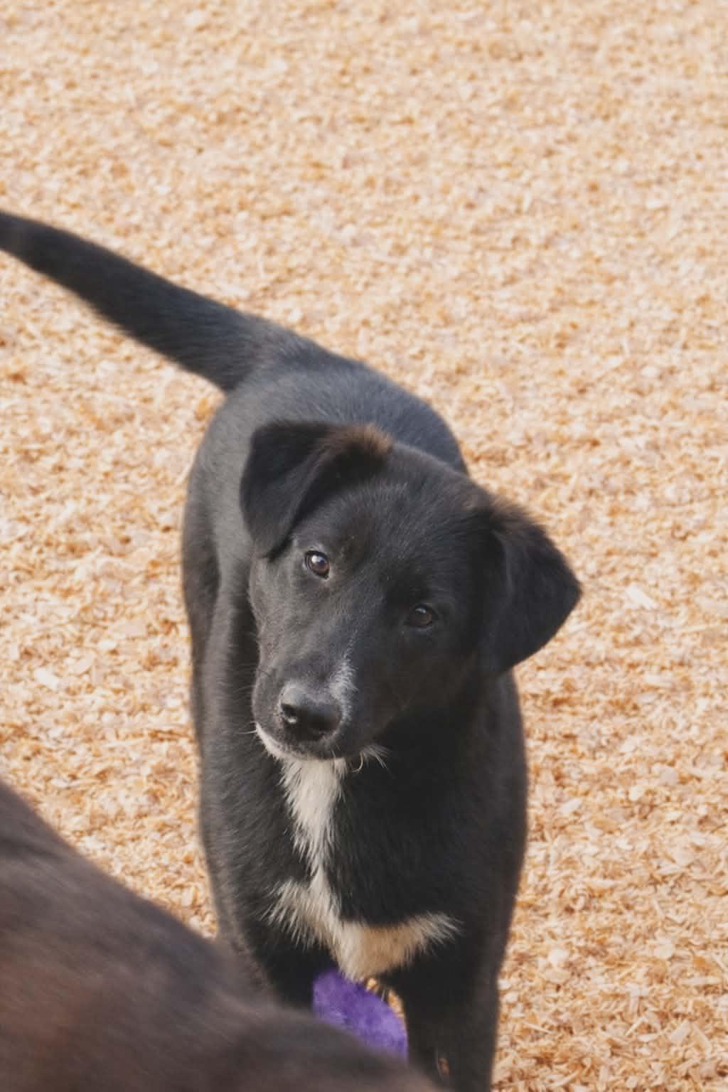Enlarge Ashlyn Rae, a Adoptable mixed breed in East Dundee , IL image 2/2
