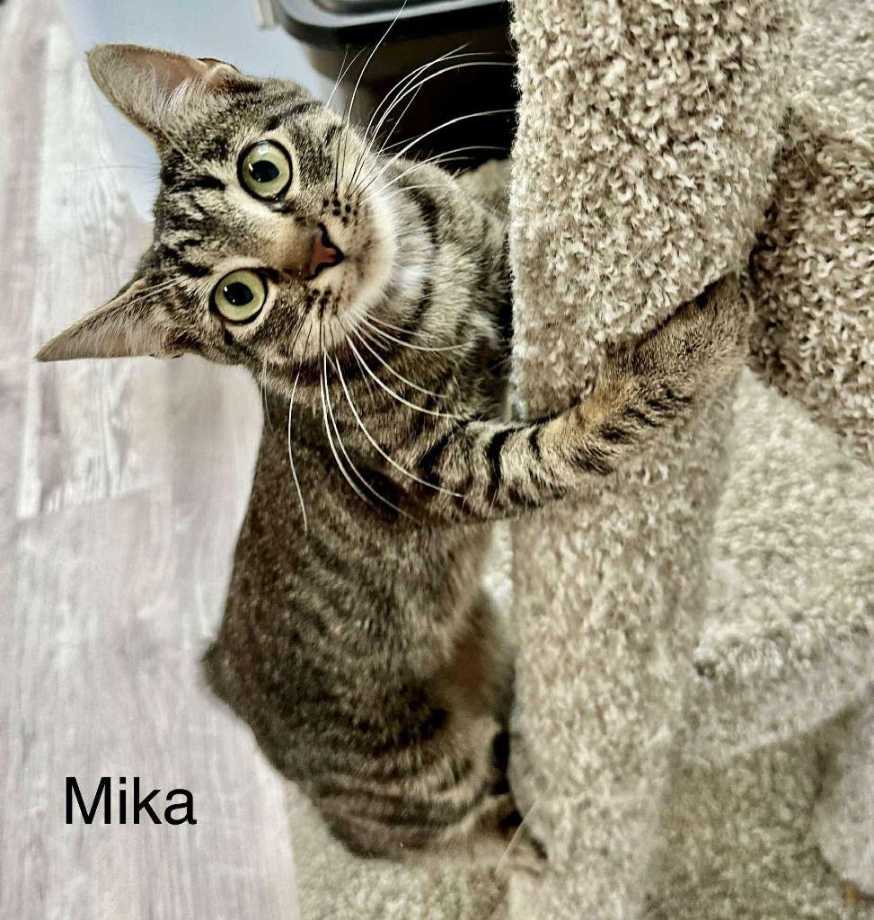 Miko, Adoptable, Young Female Tabby & Domestic Medium Hair.