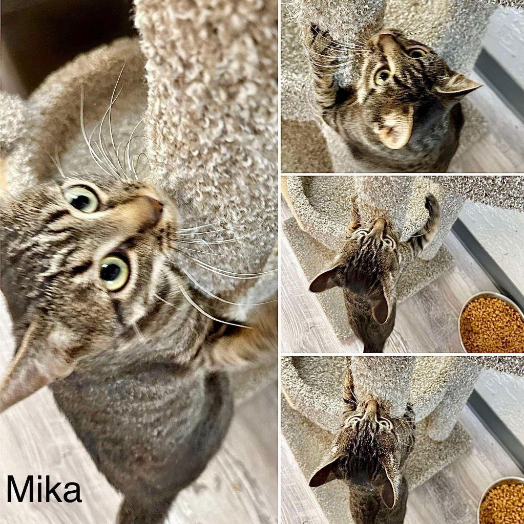 Miko, a Adoptable mixed breed in Saint George, UT image 2/3