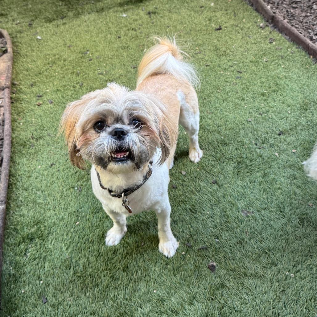 Lincoln, Adoptable, Adult Male Shih Tzu.