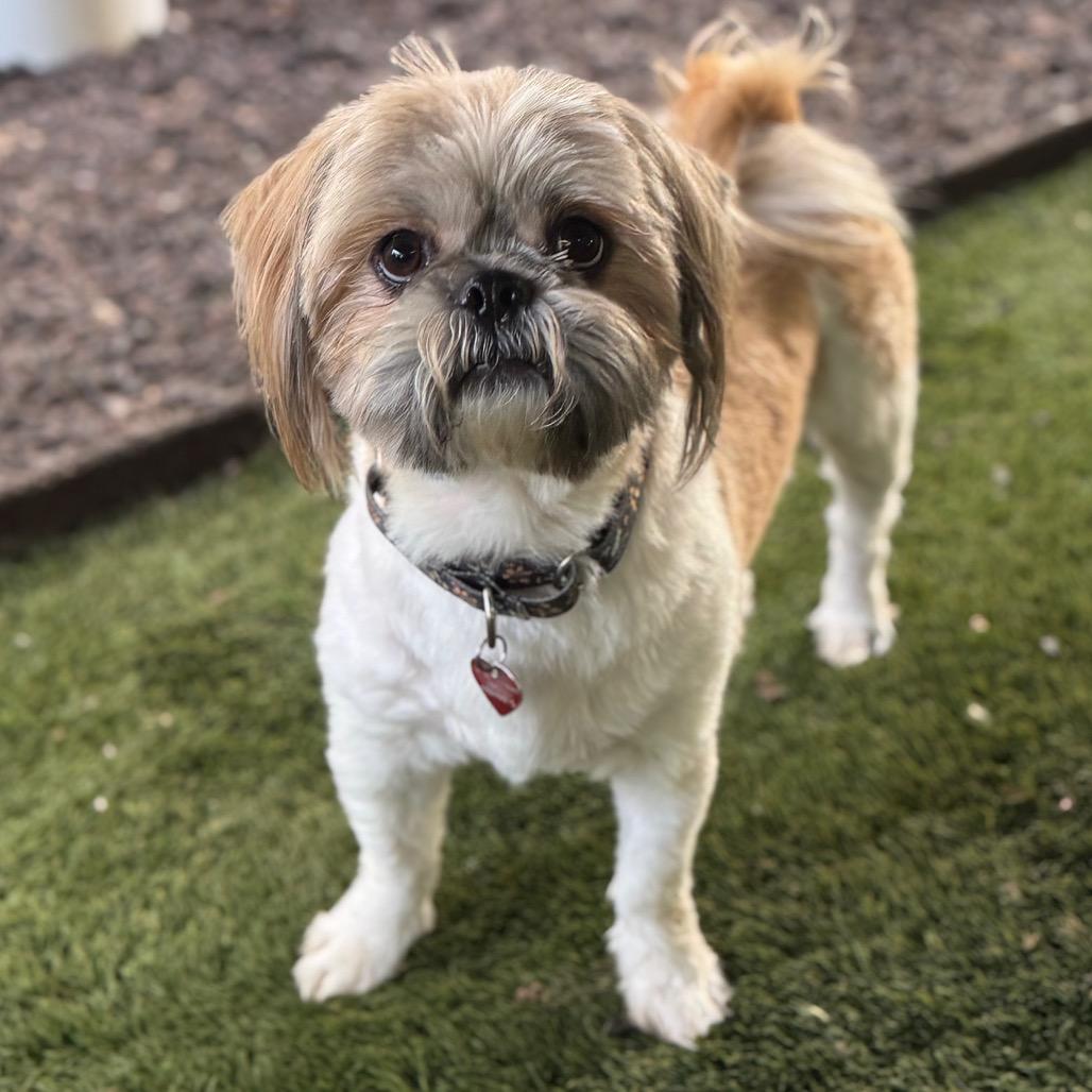 Enlarge Lincoln, a Adoptable Shih Tzu in Phoenix, AZ image 3/6