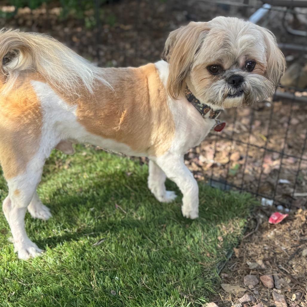 Enlarge Lincoln, a Adoptable Shih Tzu in Phoenix, AZ image 4/6