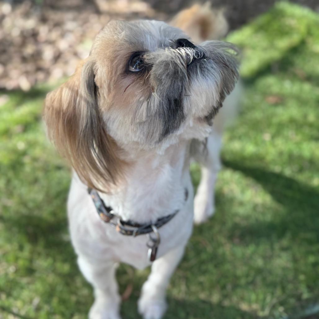 Enlarge Lincoln, a Adoptable Shih Tzu in Phoenix, AZ image 5/6