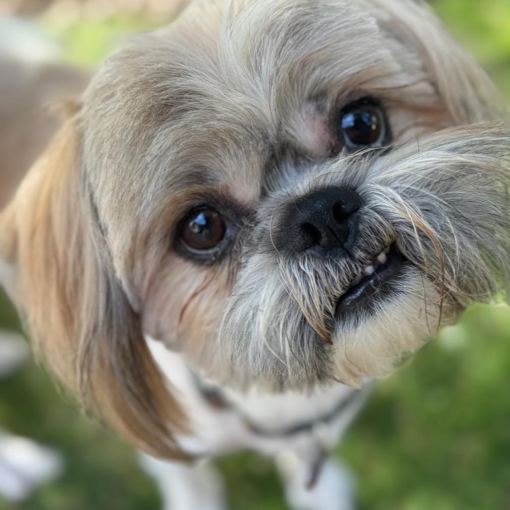 Enlarge Lincoln, a Adoptable Shih Tzu in Phoenix, AZ image 6/6