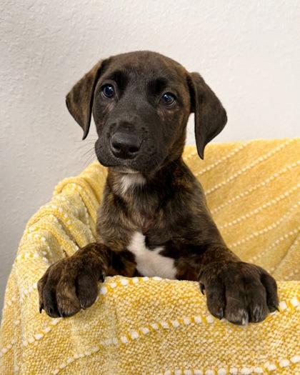 Cedar, Adoptable, Puppy Male Mixed Breed & Mixed Breed.