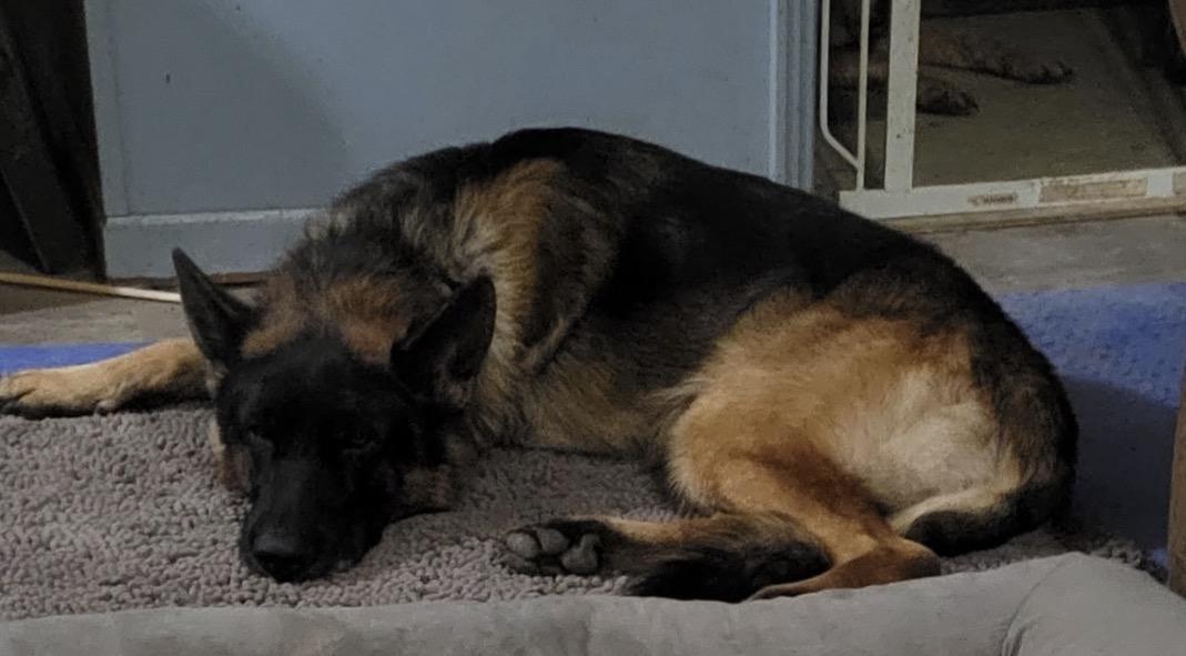 Enlarge Dexter, a ADOPTABLE German Shepherd Dog in Pembroke, MA image 2/3