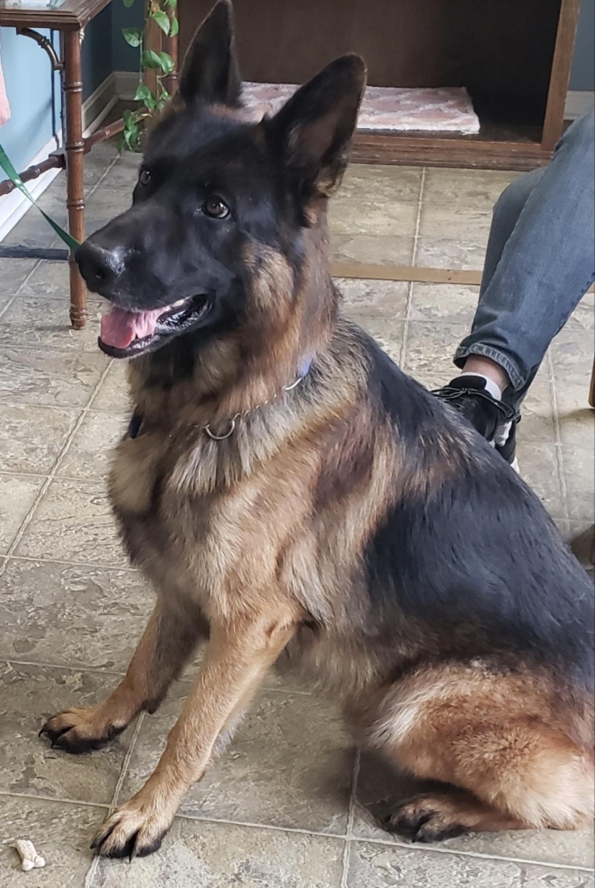 Enlarge Dexter, a ADOPTABLE German Shepherd Dog in Pembroke, MA image 3/3