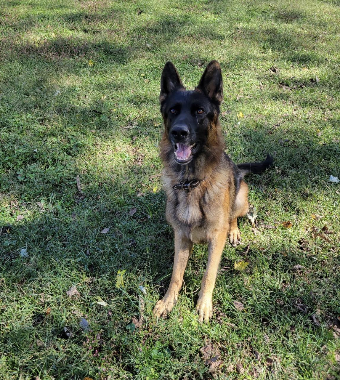 Enlarge Dexter, a ADOPTABLE German Shepherd Dog in Pembroke, MA image 1/3