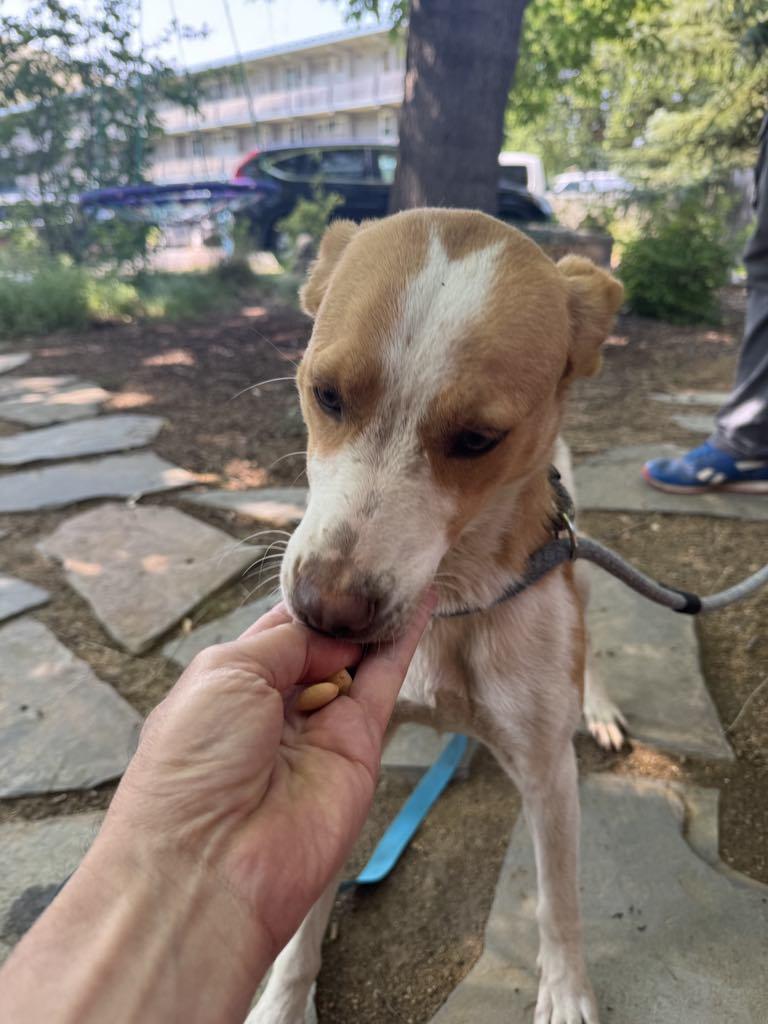 Enlarge Gnocchi, a Adopted mixed breed in Missoula, MT image 1/4