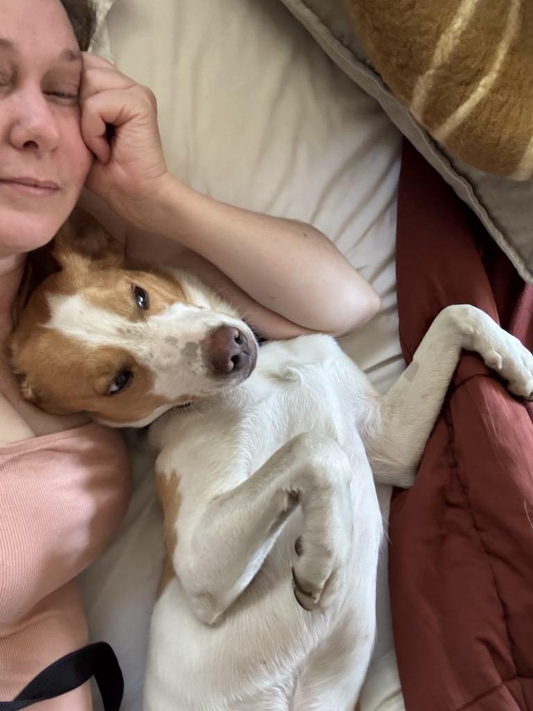 Enlarge Gnocchi, a Adopted mixed breed in Missoula, MT image 2/4