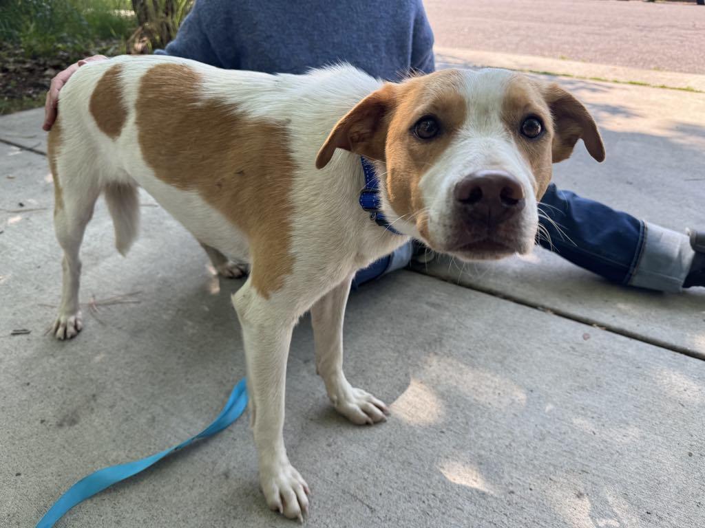 Enlarge Gnocchi, a Adopted mixed breed in Missoula, MT image 3/4