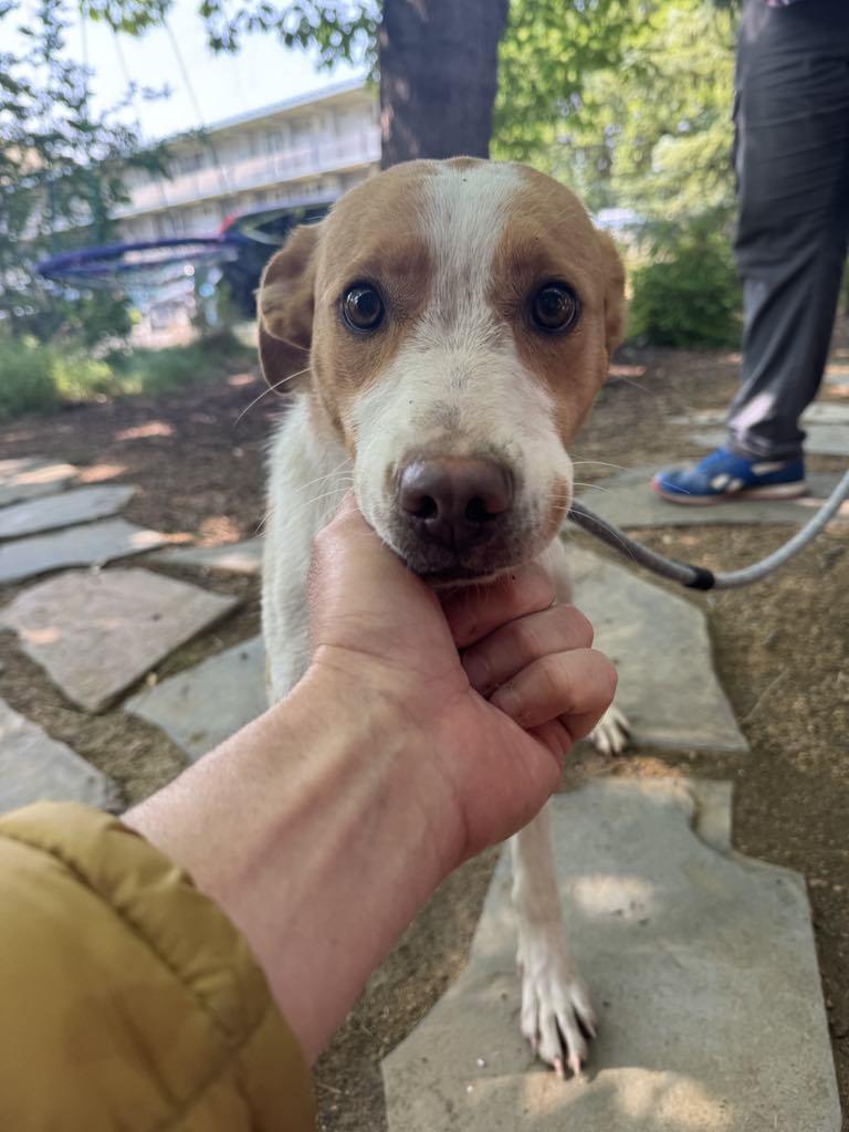 Enlarge Gnocchi, a Adopted mixed breed in Missoula, MT image 4/4