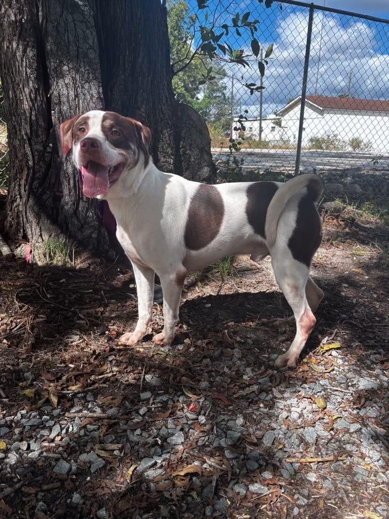 Bo, ADOPTABLE, Young Male Hound.