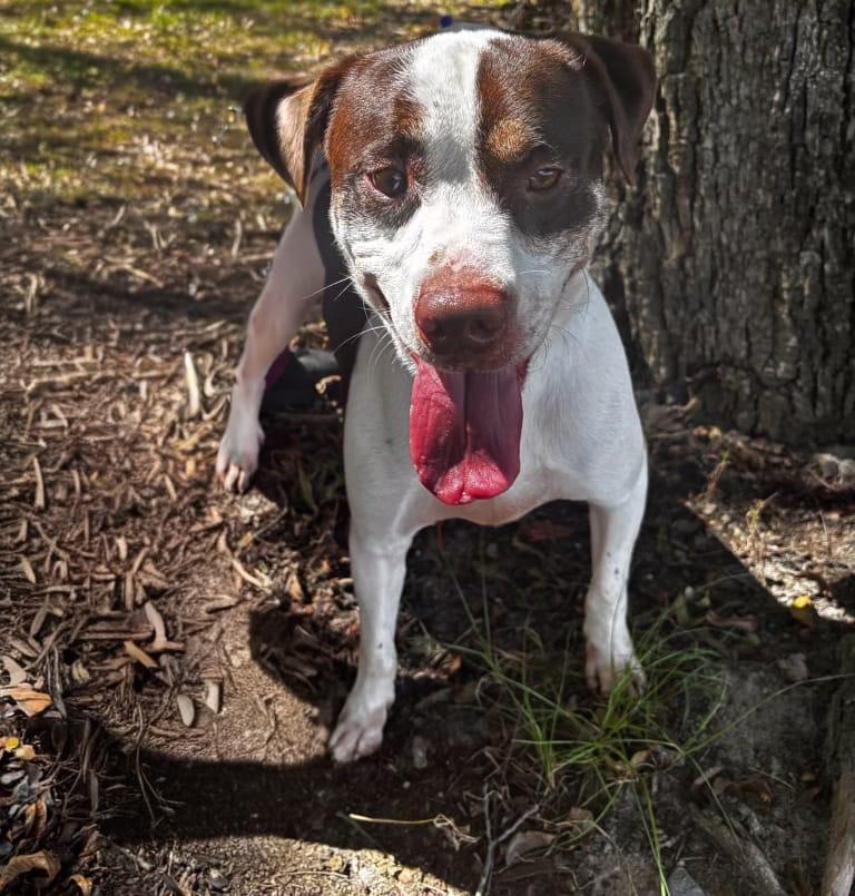 Enlarge Bo, a ADOPTABLE mixed breed in Manhasset, NY image 2/3