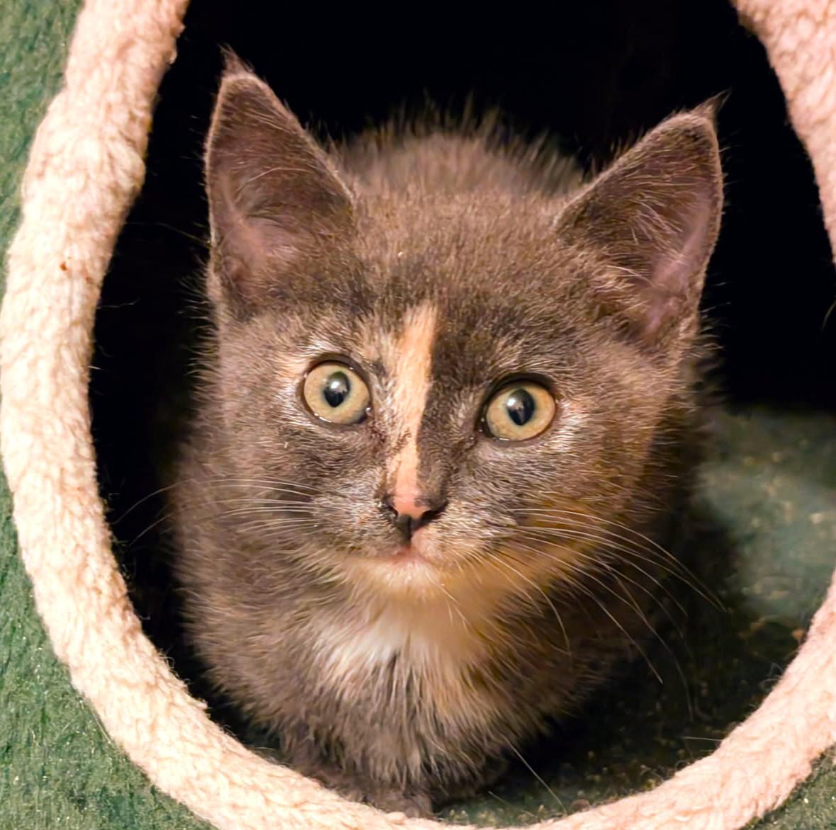 Enlarge Ava, Sweetie Pie, a Adopted Dilute Tortoiseshell in Newport, WA image 5/6