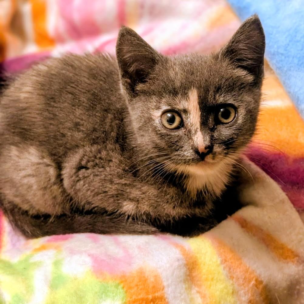 Enlarge Ava, Sweetie Pie, a Adopted Dilute Tortoiseshell in Newport, WA image 3/6
