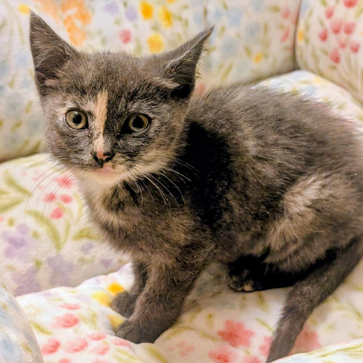 Enlarge Ava, Sweetie Pie, a Adopted Dilute Tortoiseshell in Newport, WA image 4/6