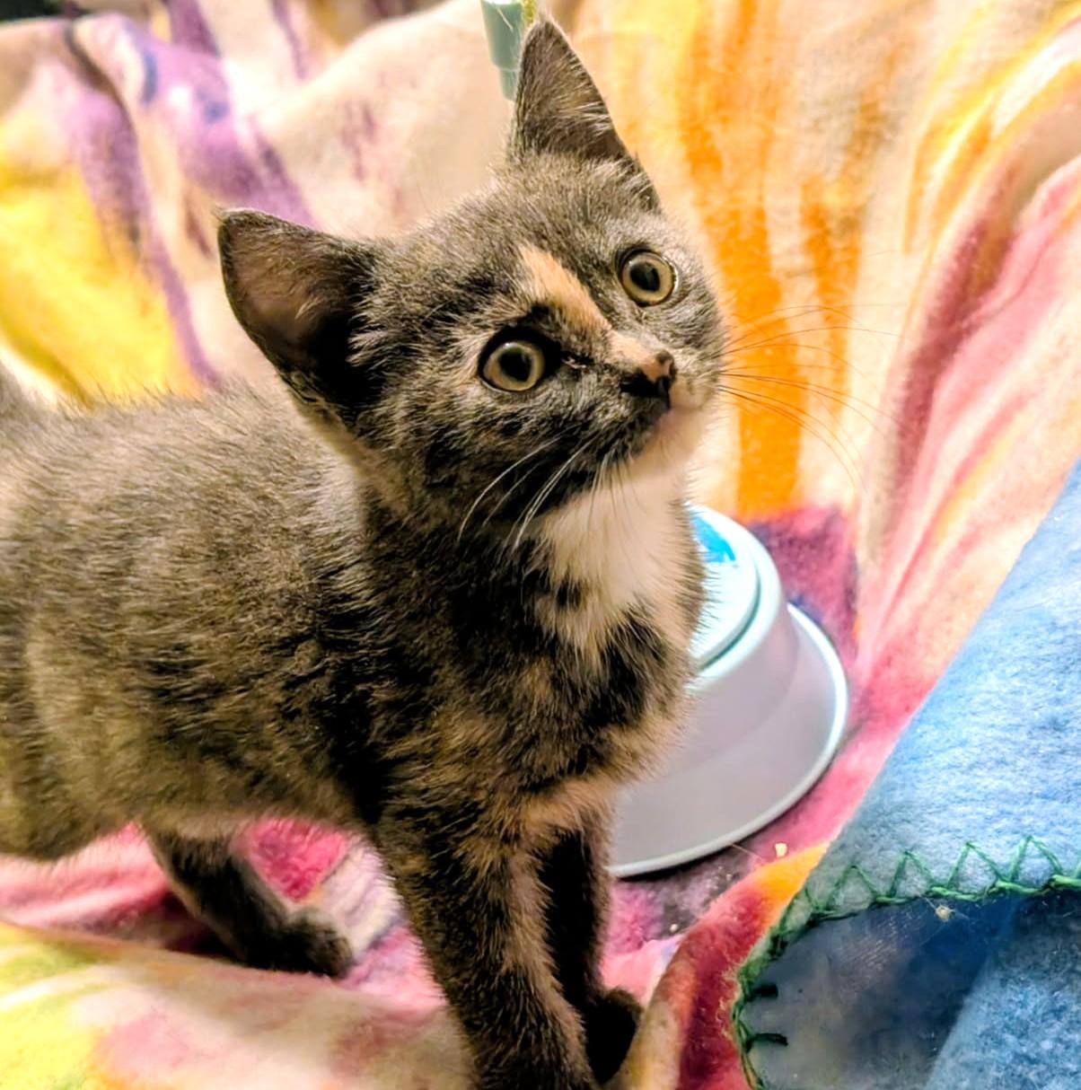 Enlarge Ava, Sweetie Pie, a Adopted Dilute Tortoiseshell in Newport, WA image 2/6