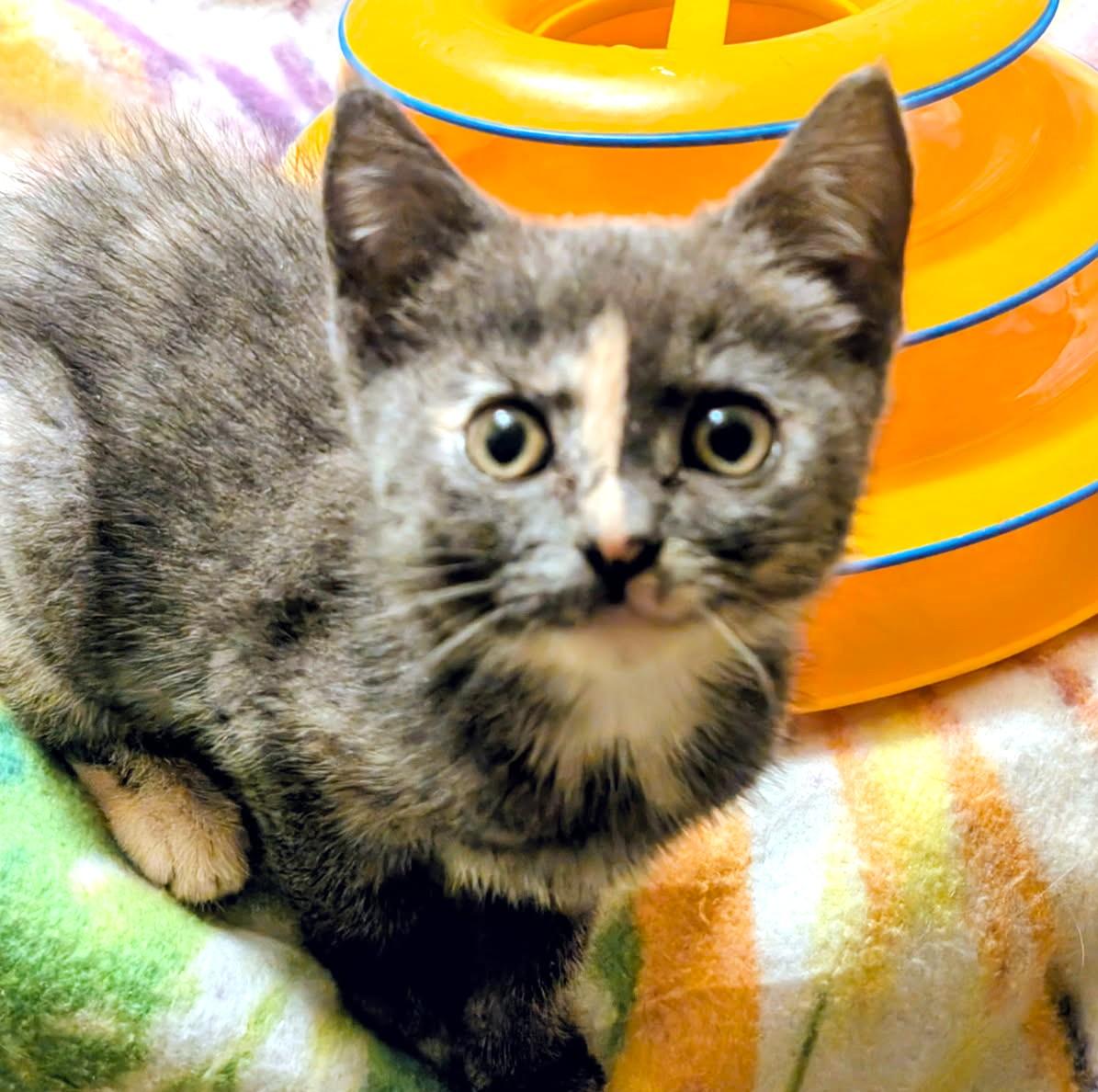 Enlarge Ava, Sweetie Pie, a Adopted Dilute Tortoiseshell in Newport, WA image 6/6