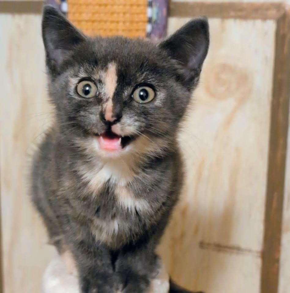 Ava, Sweetie Pie, Adopted, Kitten Female Dilute Tortoiseshell.