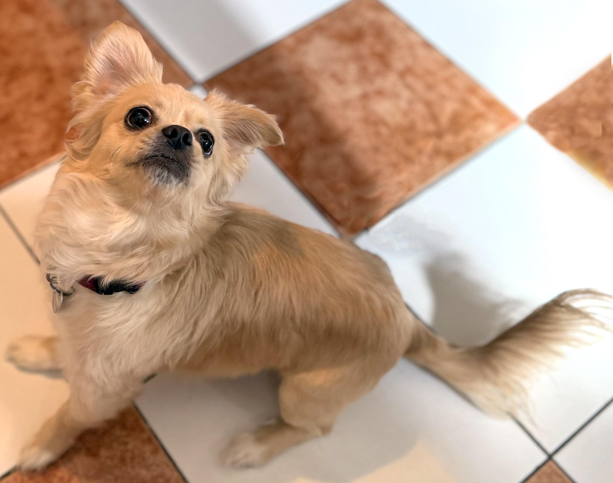 Enlarge LUNA, an adoption pending mixed breed in Montreal, QC image 5/5