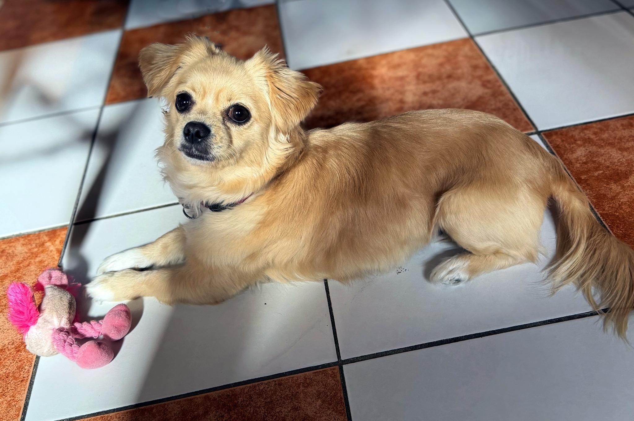 Enlarge LUNA, an adoption pending mixed breed in Montreal, QC image 2/5