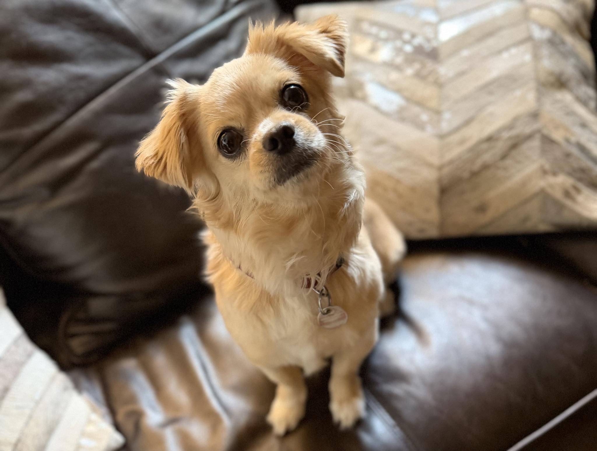 Enlarge LUNA, an adoption pending mixed breed in Montreal, QC image 4/5