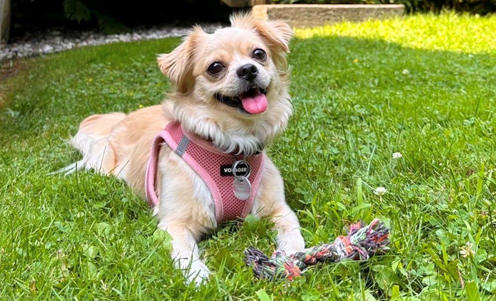 Enlarge LUNA, an adoption pending mixed breed in Montreal, QC image 3/5