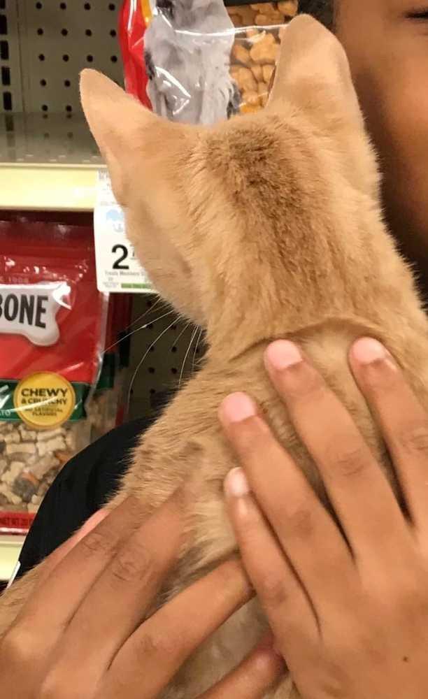 Enlarge Almond, a Adopted Domestic Short Hair in Greenville, SC image 1/1