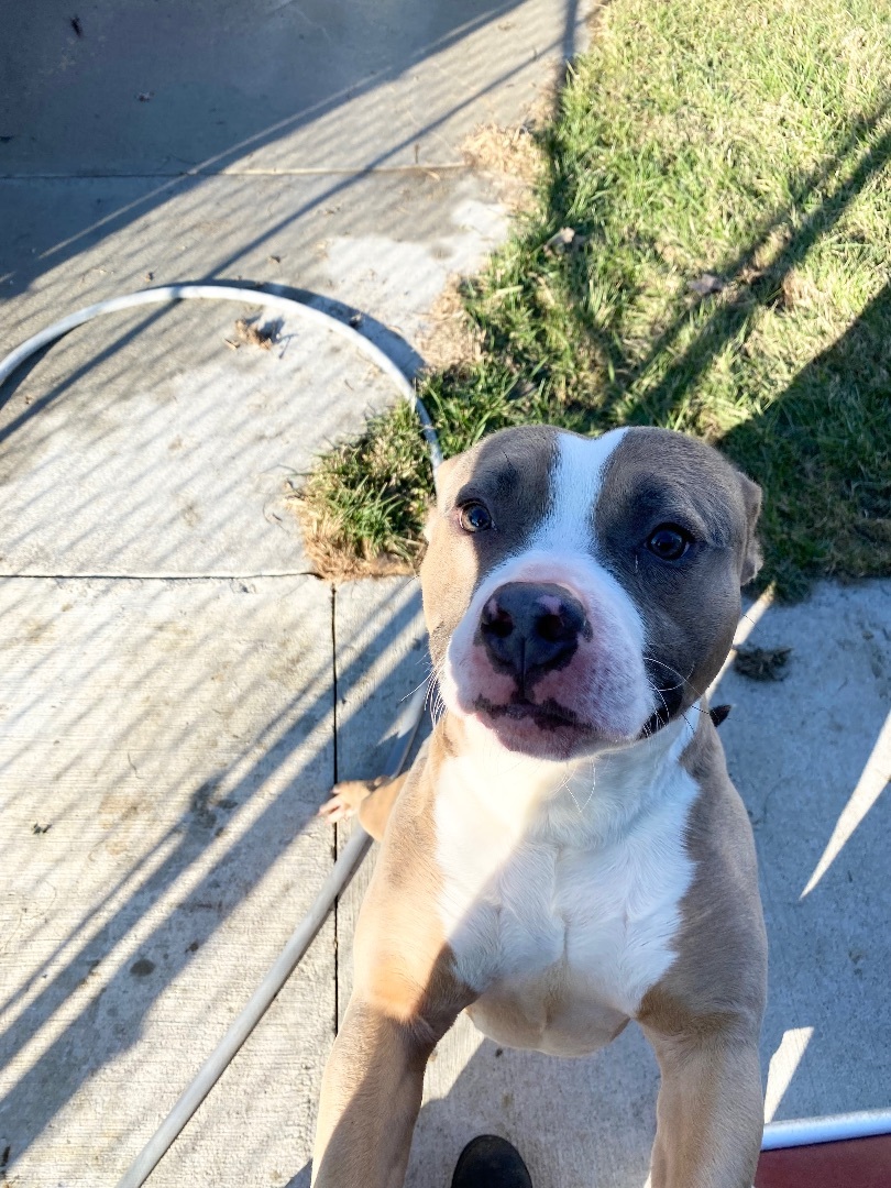 Dough Boy, Adopted, Young Male Mixed Breed.