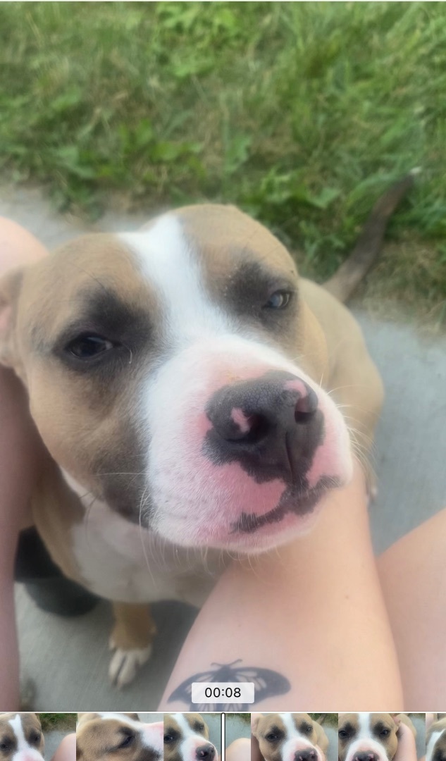 Enlarge Dough Boy, a Adopted mixed breed in Atchison, KS image 2/5