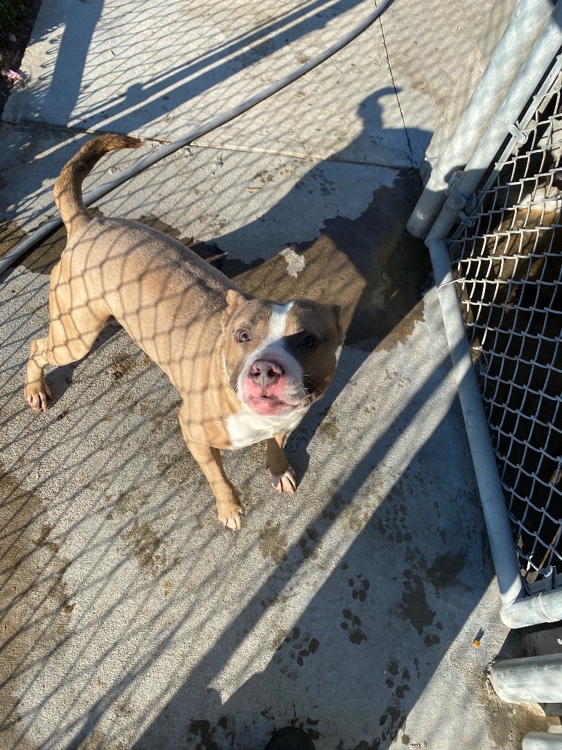 Enlarge Dough Boy, a Adopted mixed breed in Atchison, KS image 4/5