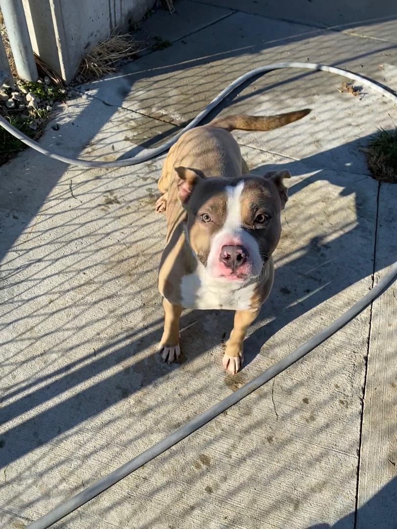 Enlarge Dough Boy, a Adopted mixed breed in Atchison, KS image 5/5