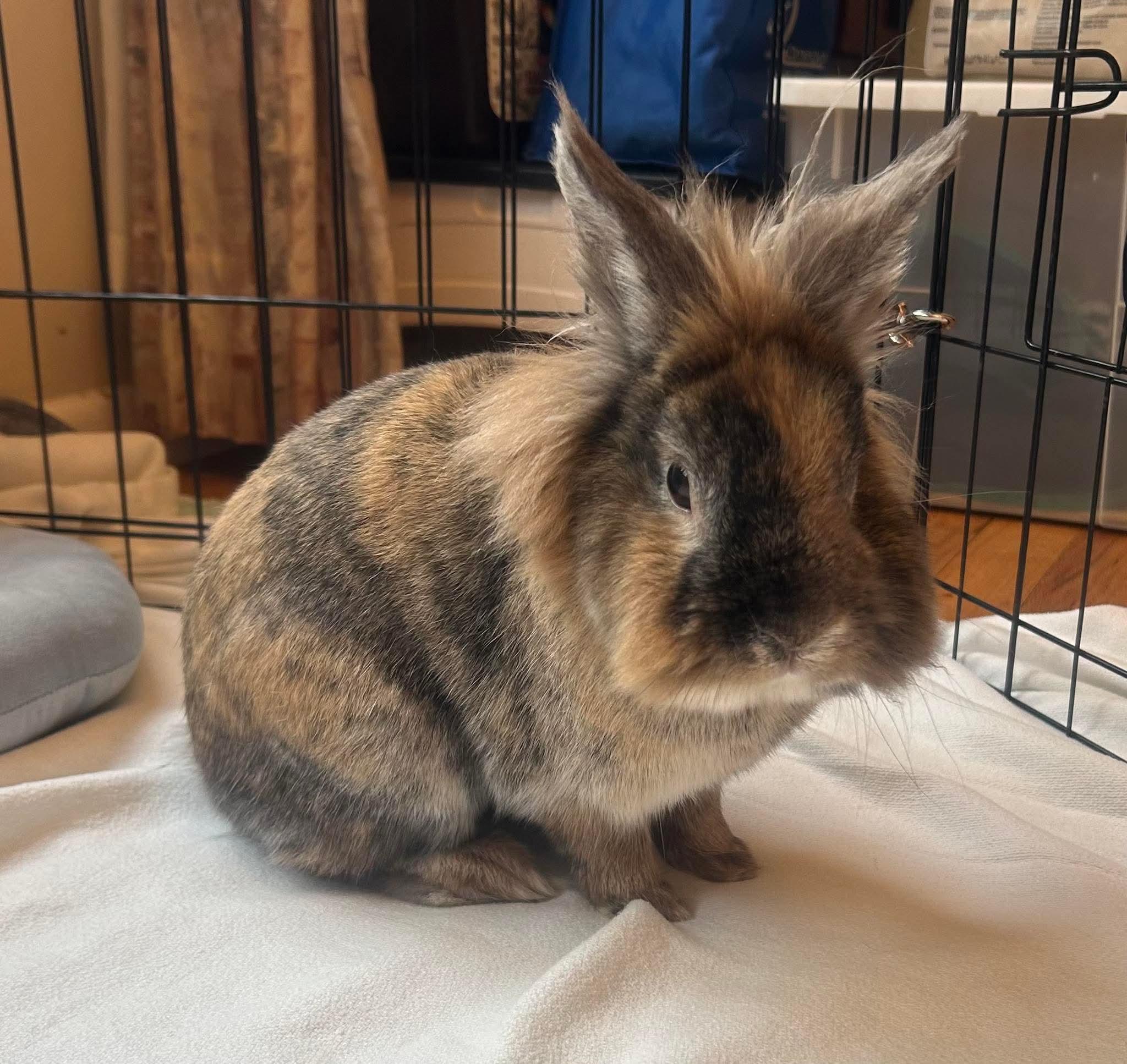 S'Mores the Rabbit, Adoptable, Adult Male Tortoiseshell.