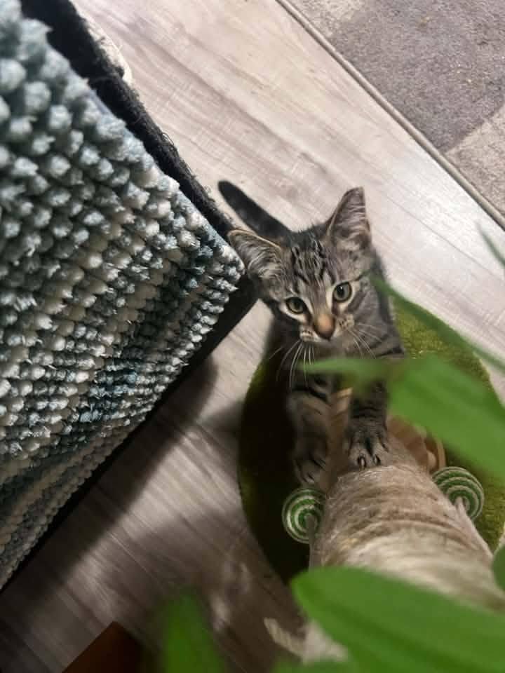 Duke, an adopted Domestic Short Hair in Cleveland, OH image 3/5