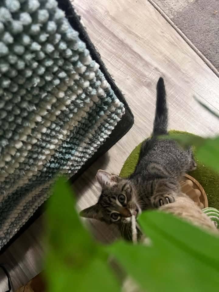 Duke, an adopted Domestic Short Hair in Cleveland, OH image 5/5
